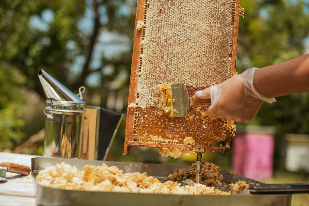 récolte de miel