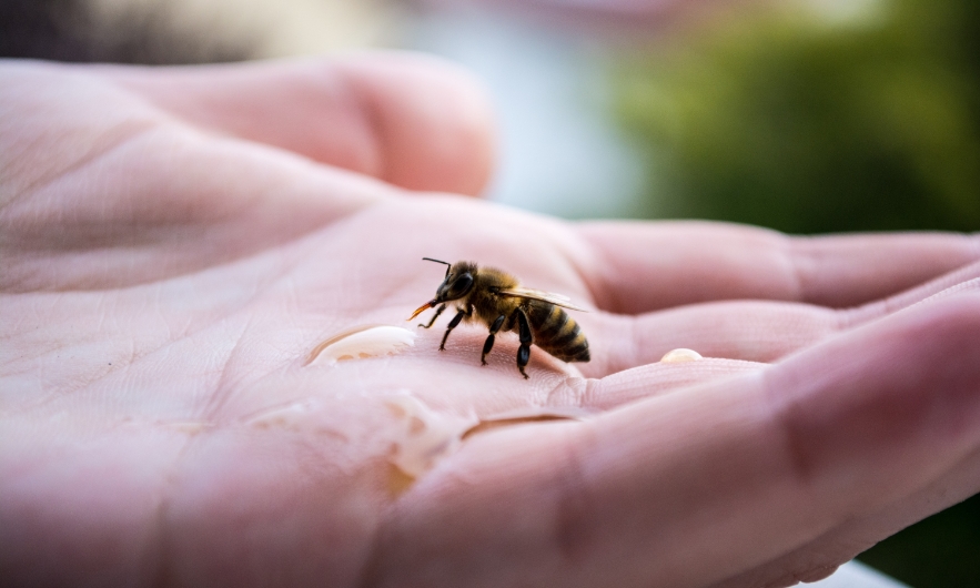 Matériel d'apiculture pour la production de miel naturel de qualité