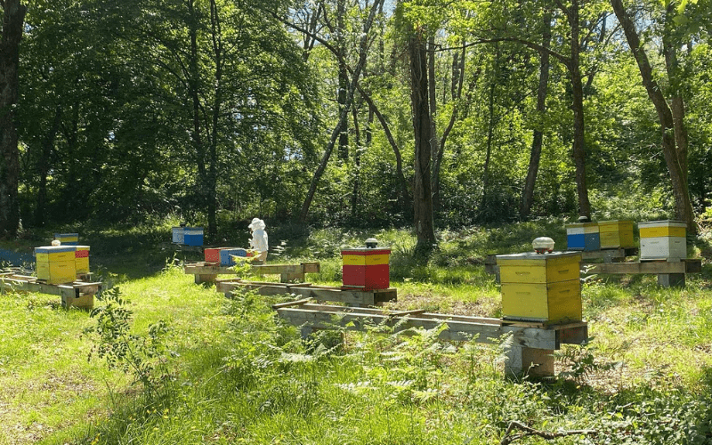 Sitemapcdatahttpsgetcellcare1comles Abeilles De Malescotnull